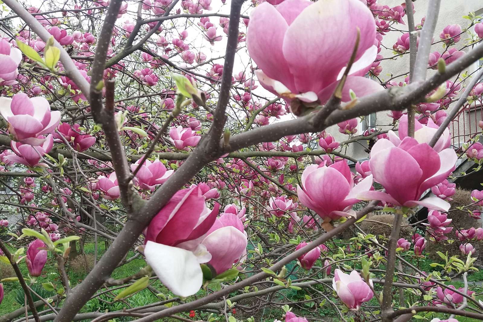 Wiosna, kwitną magnolie. puzzle online