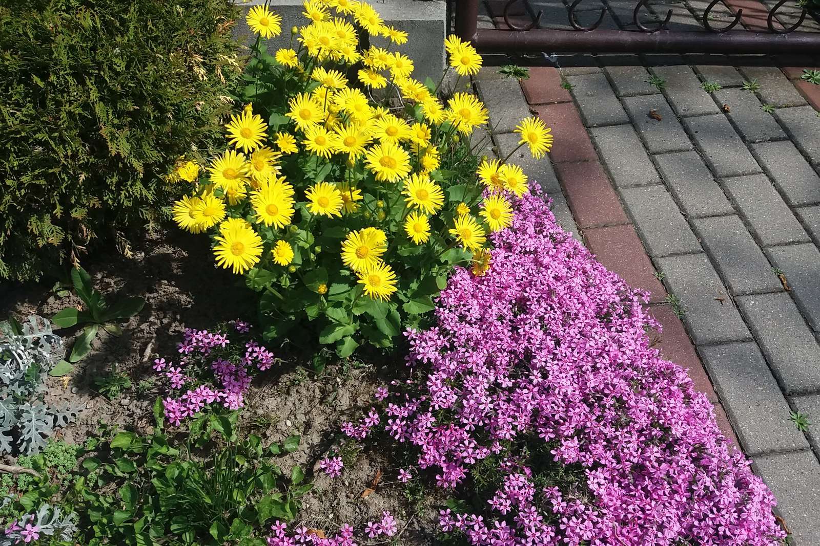 Kolorowe kwiatki przy chodniku. puzzle online