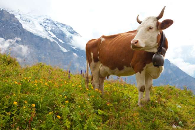 alpejska krowa puzzle online