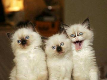 3 słodkie kociaki, kici kotki puzzle online