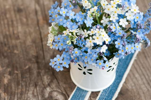 Błękitne kwiaty niezapominajki puzzle online