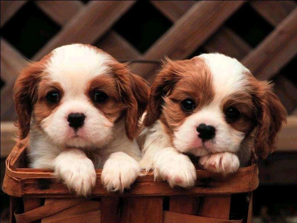 dwa piękne psy puzzle online