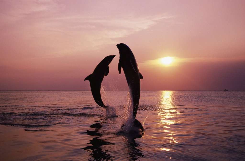 golfinhos muito bonitos quebra-cabeça
