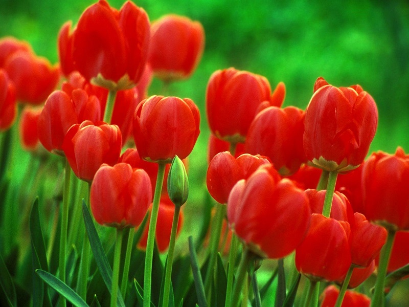 Czerwone tulipany. puzzle online