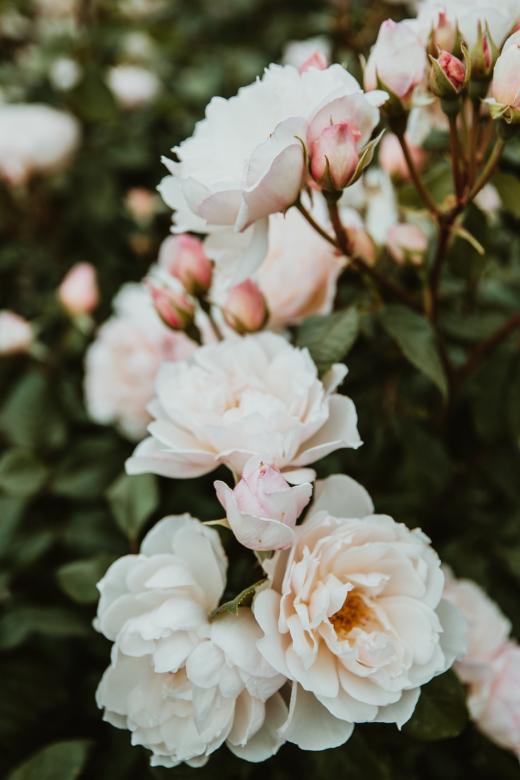 Piękne białe róże na krzaczku puzzle online
