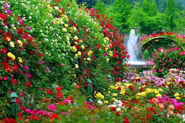 W różanym ogrodzie z fontanną. puzzle online