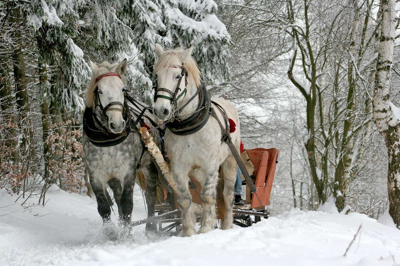 Zimnokrwiste konie ciągną sanie puzzle online
