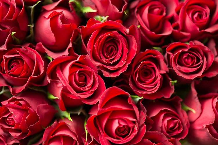 Czerwone róże . puzzle online