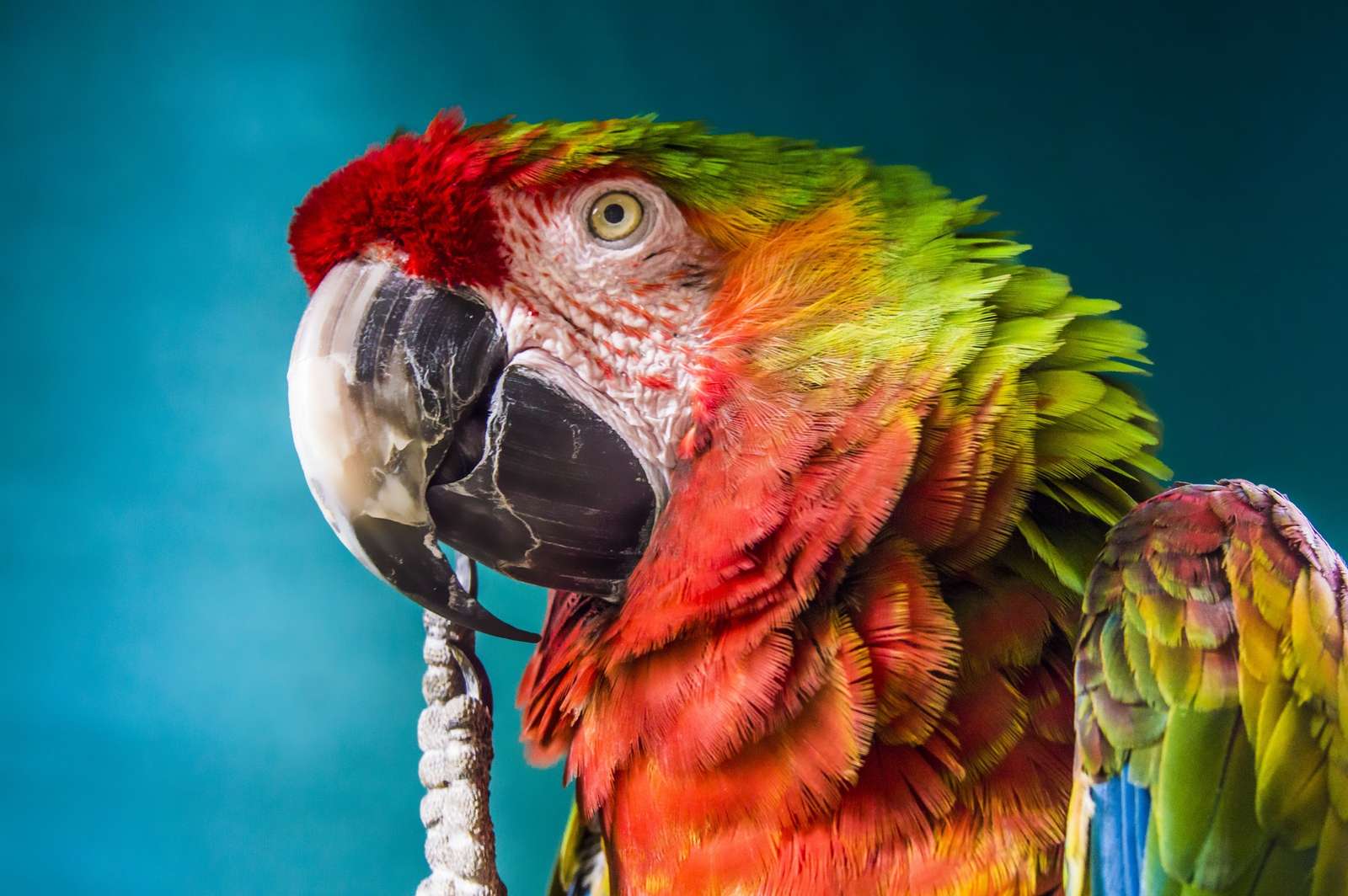 Niesamowita papuga Ara puzzle online