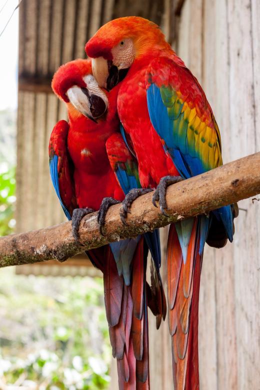 Kochające papużki puzzle online
