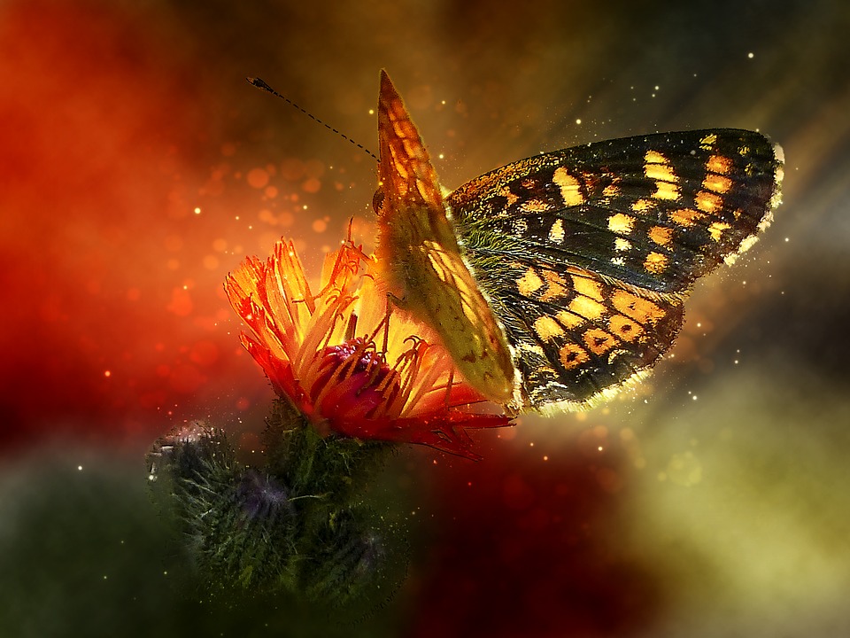 Motyl na kwiatku puzzle online