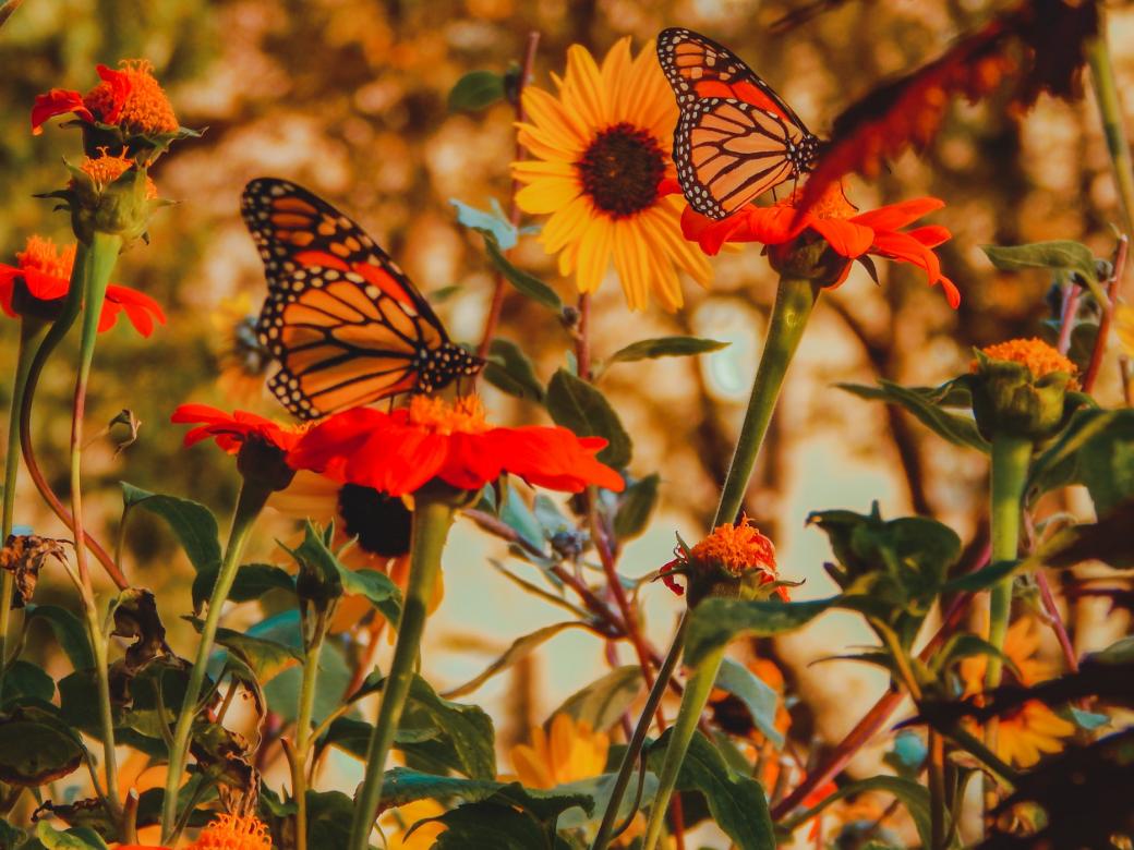 Piękny motyl wśród natury puzzle online