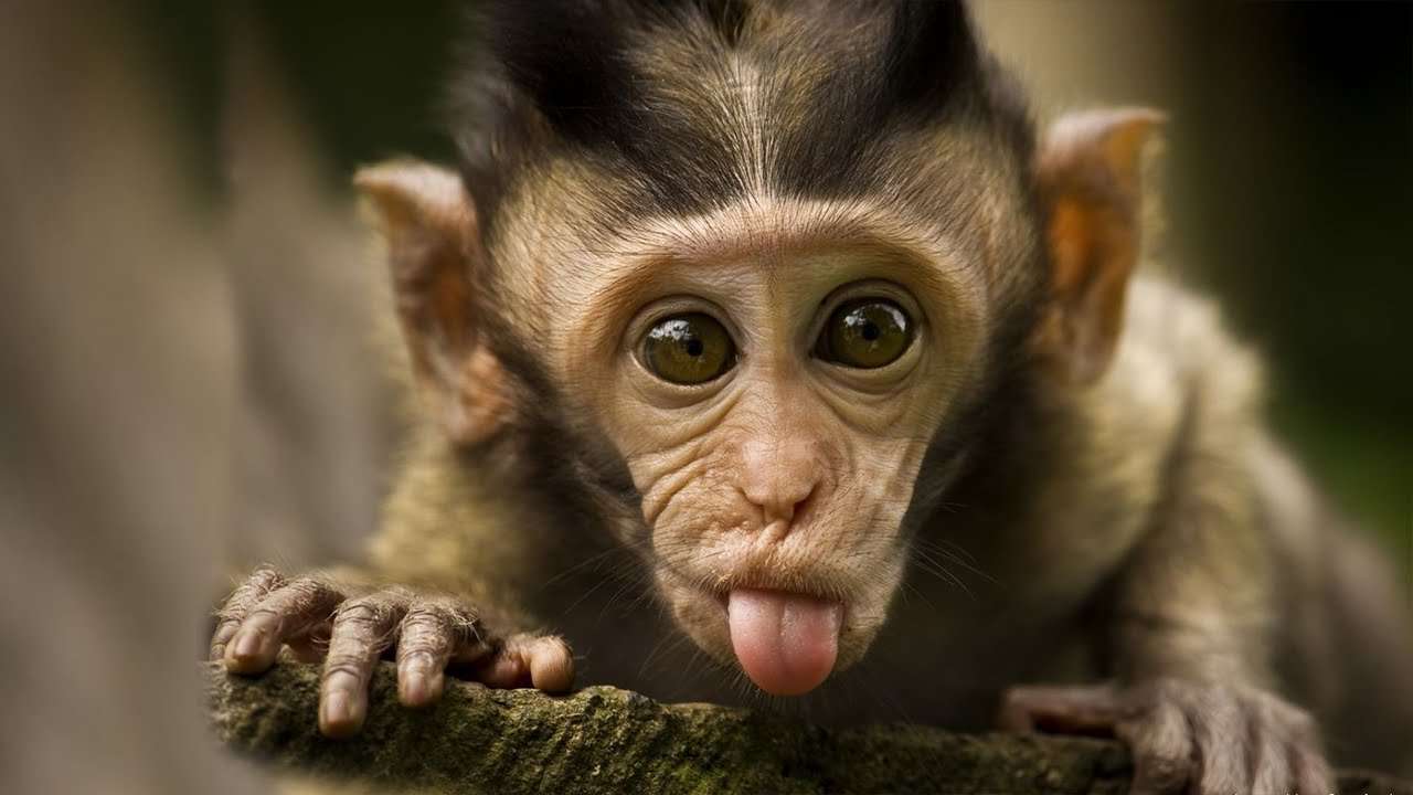 Baby monkey puzzle online