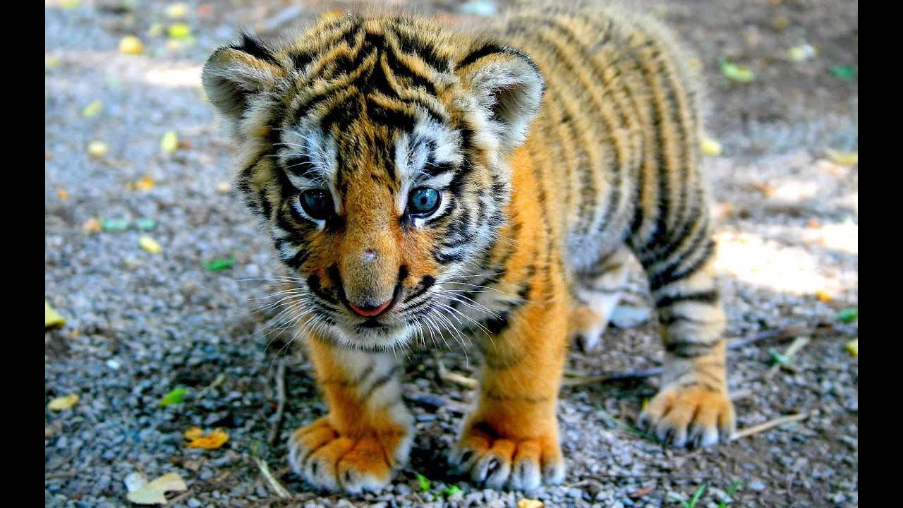 Tiger Baby puzzle online