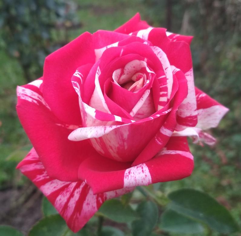 czerwono-biała róża puzzle online