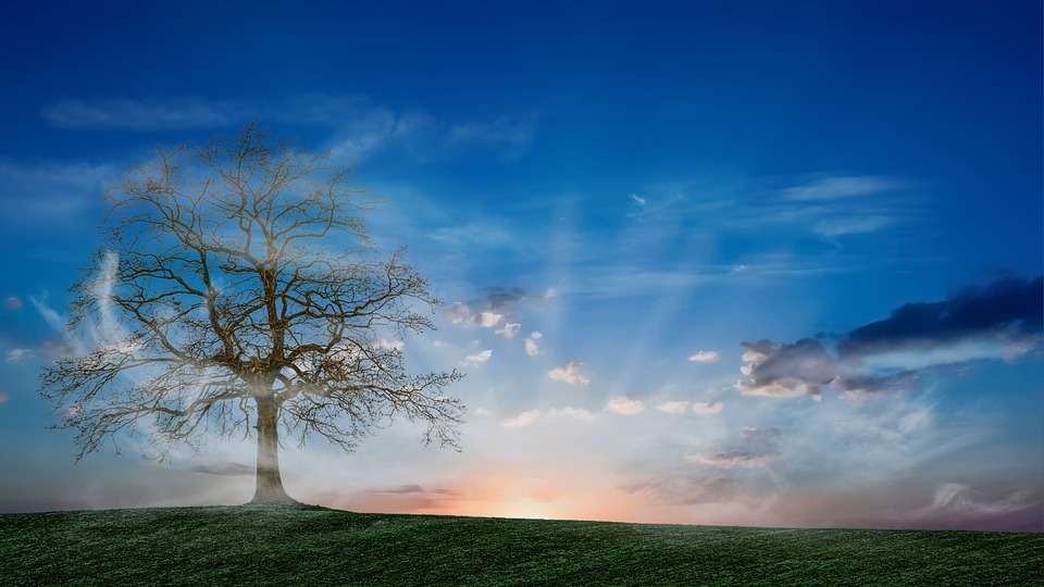 Drzewo otulone mgłą puzzle online