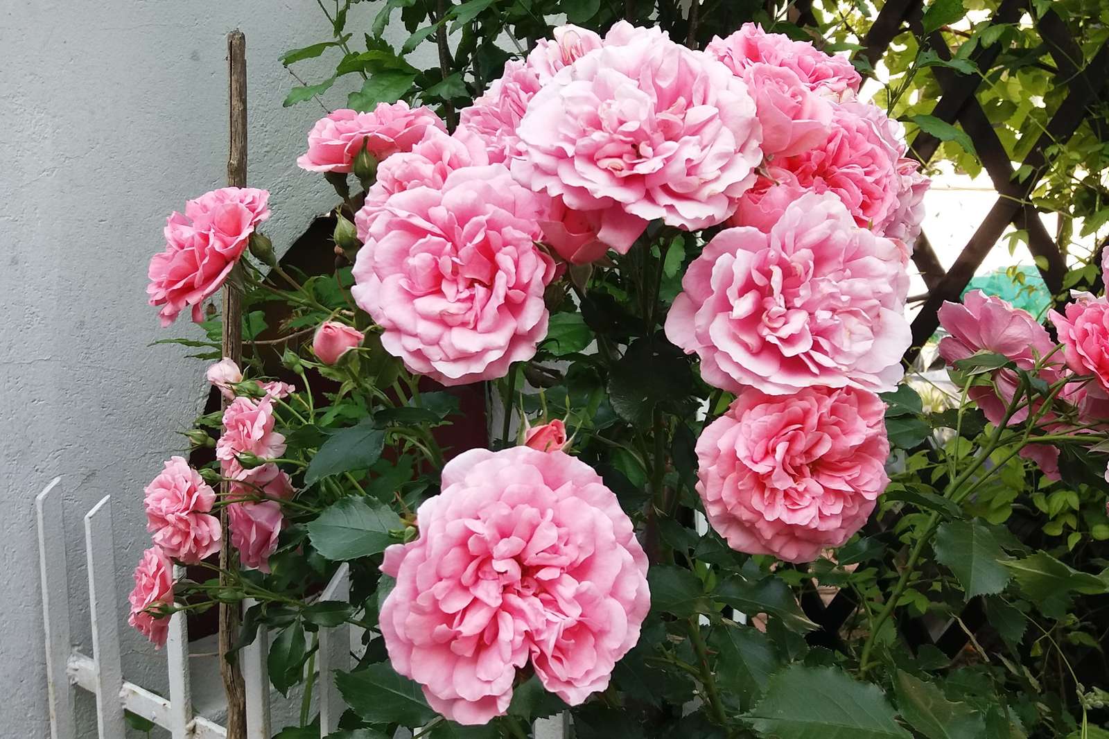 The most beautiful pink roses. jigsaw puzzle