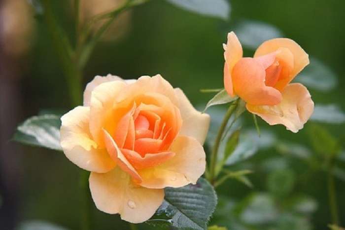 Herbaciane róże . puzzle online
