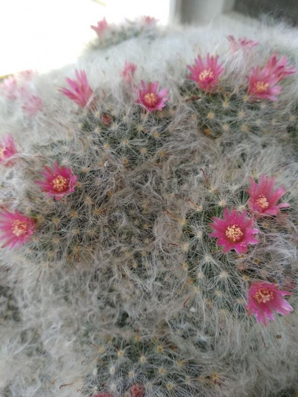 kwitnący kaktus puzzle online