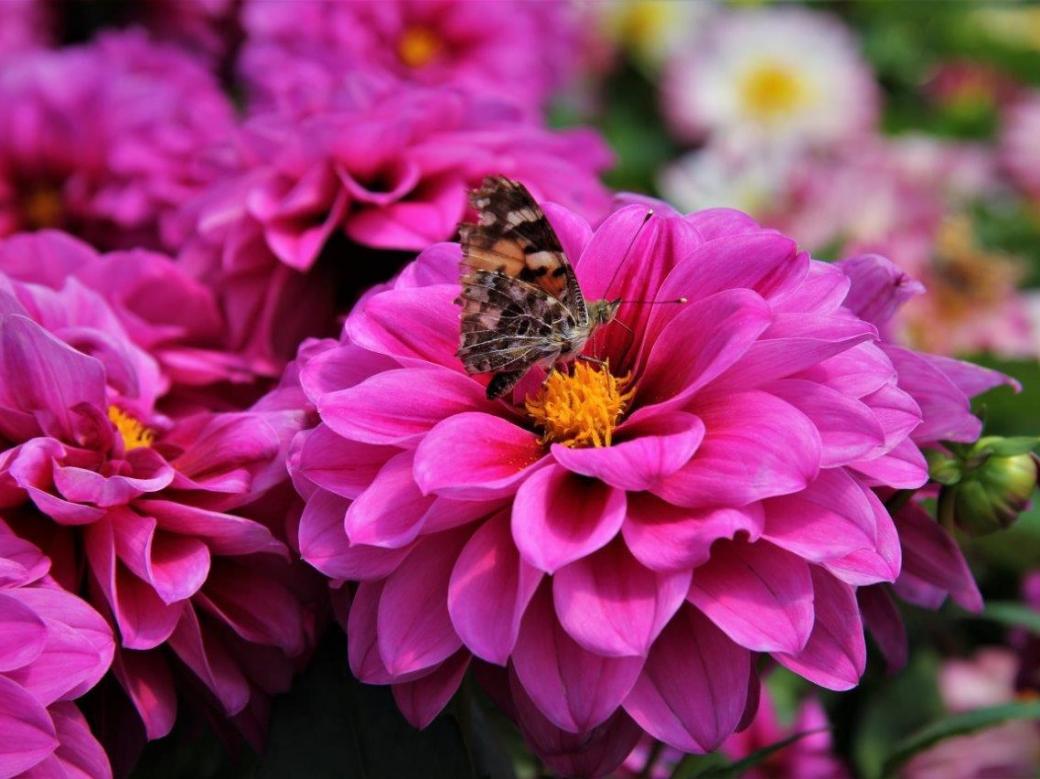 Motyl i kwiaty. puzzle online