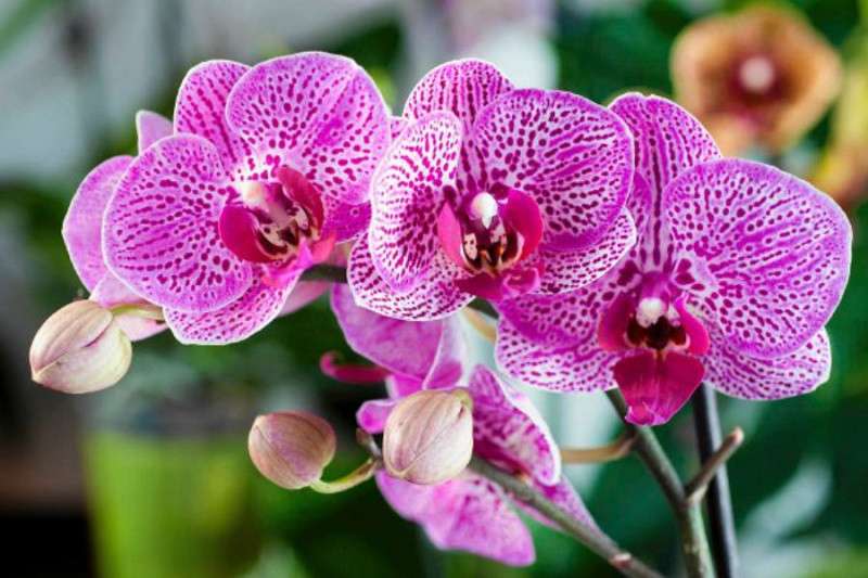 Orquídea quebra-cabeça