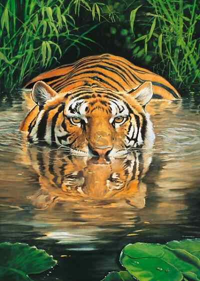 Tygrys indyjski. puzzle online