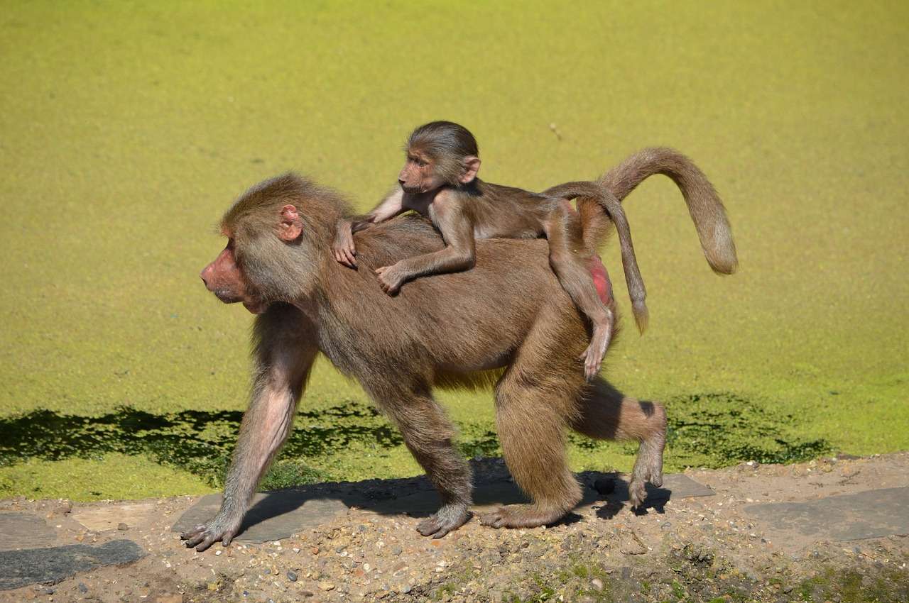 małpy -goryle puzzle online