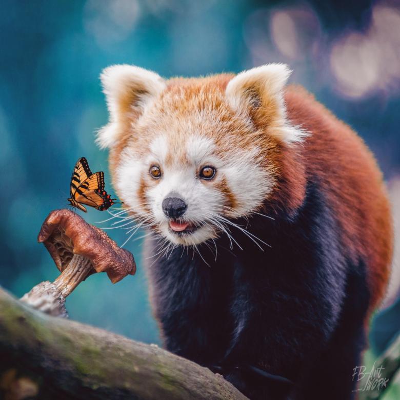 Red Panda spotyka Butterfly puzzle online