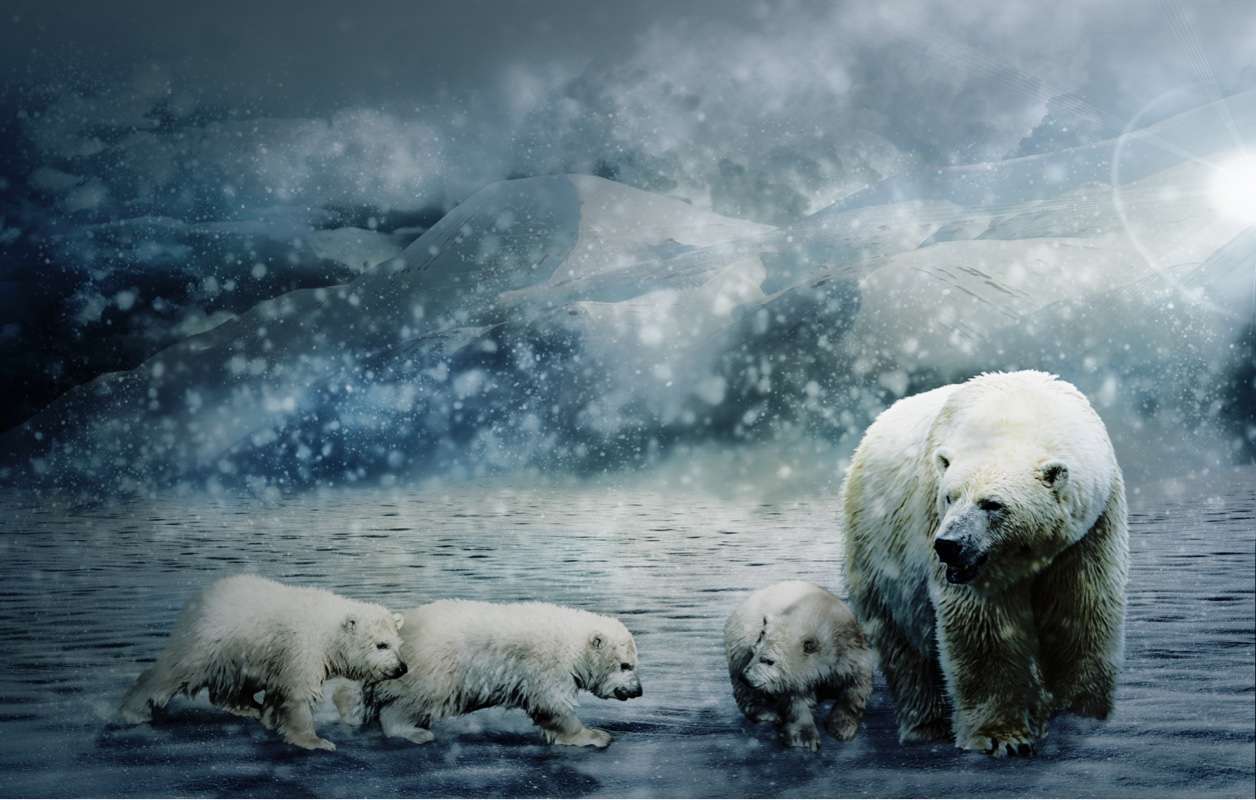 Niedźwiedzie polarne puzzle online