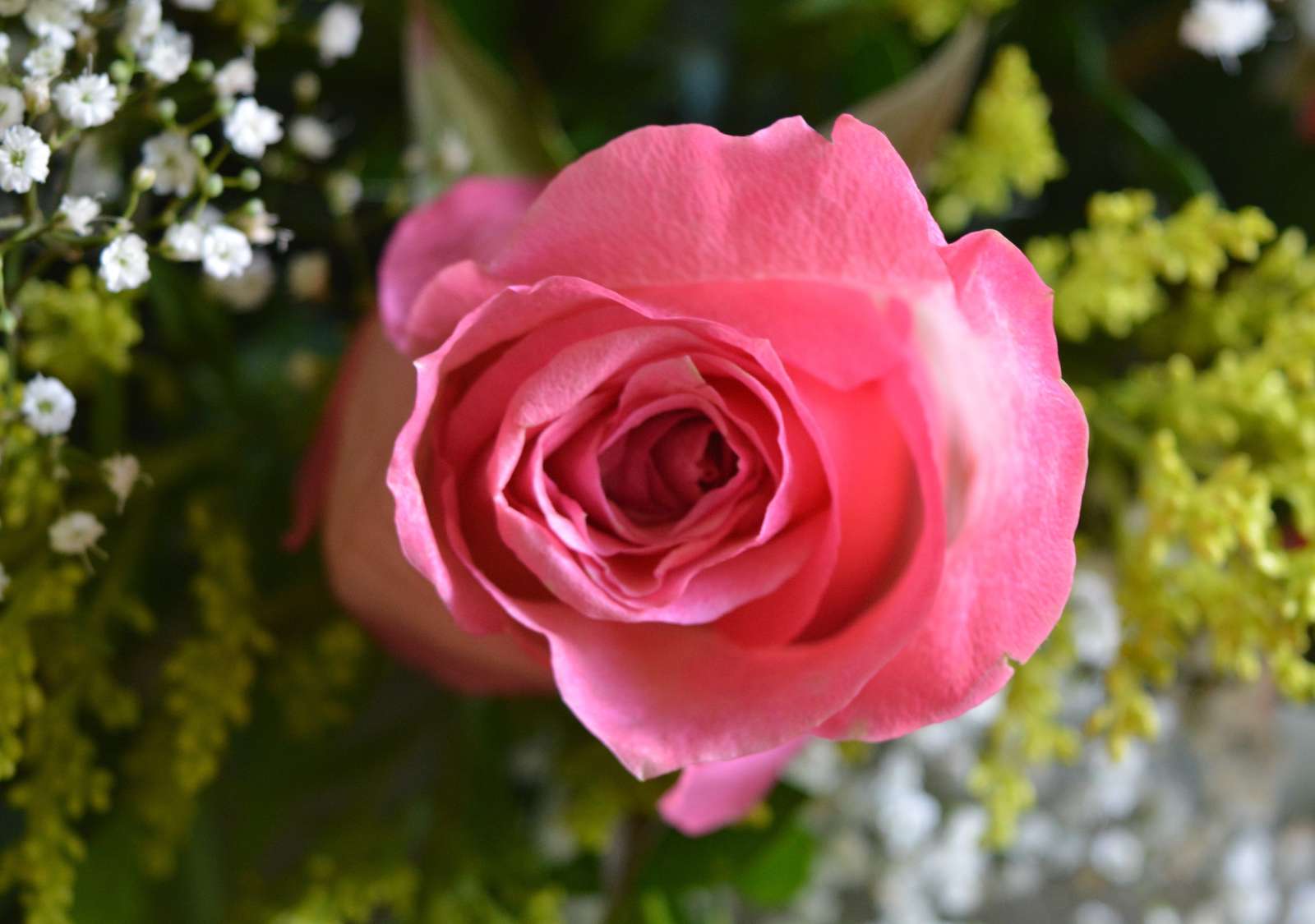 piękne róże dla miłej układanki puzzle online