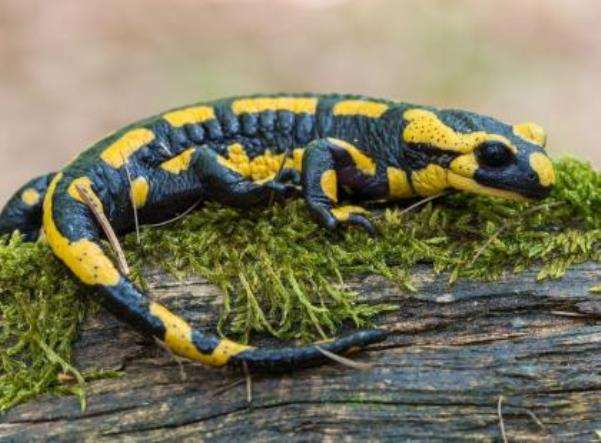 salamandra plamista puzzle online