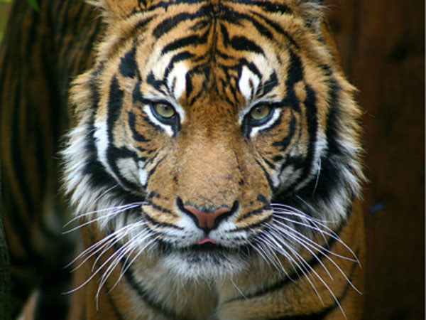 tygrys - duży kot puzzle online