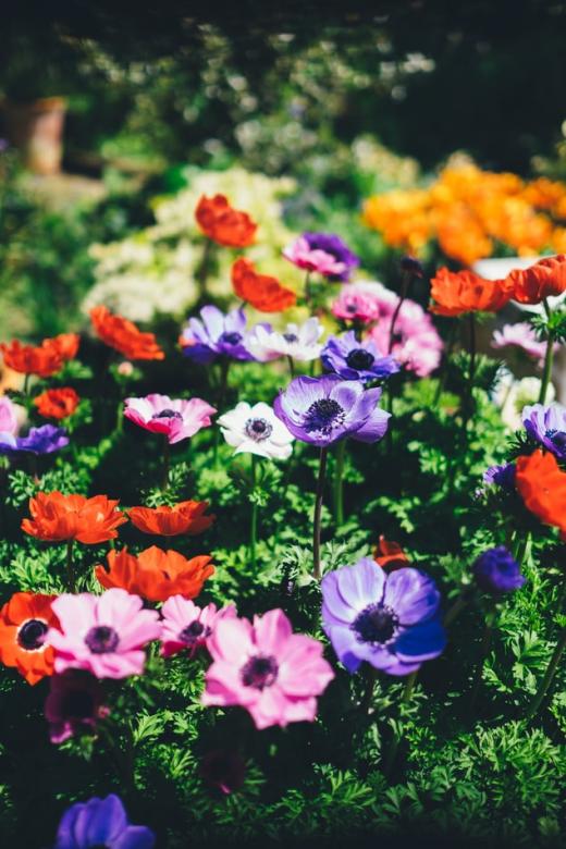 Kolorowe kwiatki na krzaku puzzle online