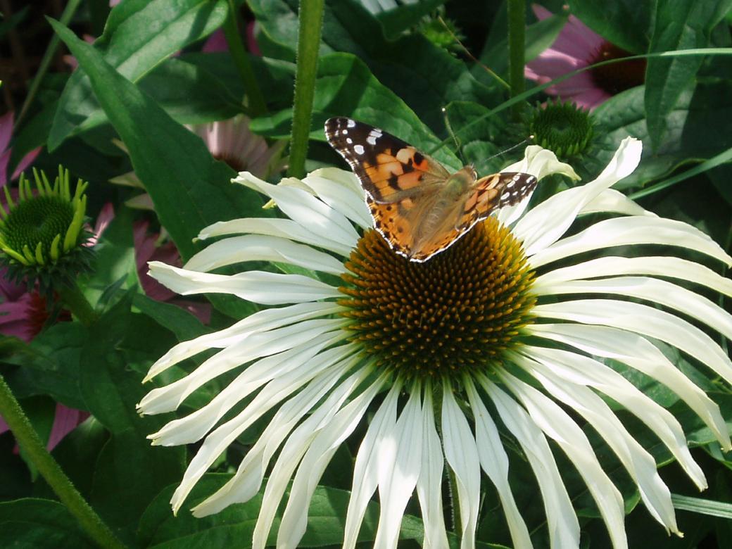 Kwiat i Motyl puzzle online