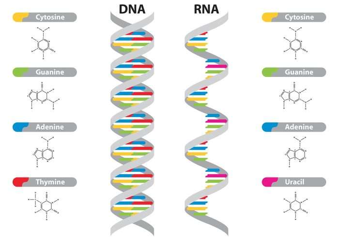 DNA do rozwiązania puzzle online