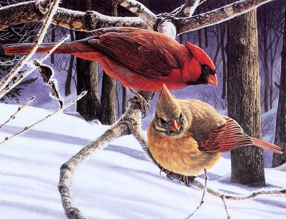 Ptaki: kardynały. puzzle online