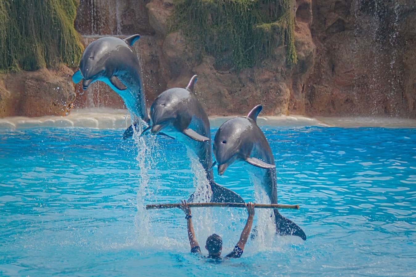 Trzy delfiny - Dzień Delfina puzzle online
