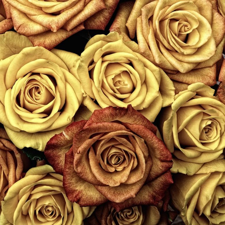 Żółte róże puzzle online