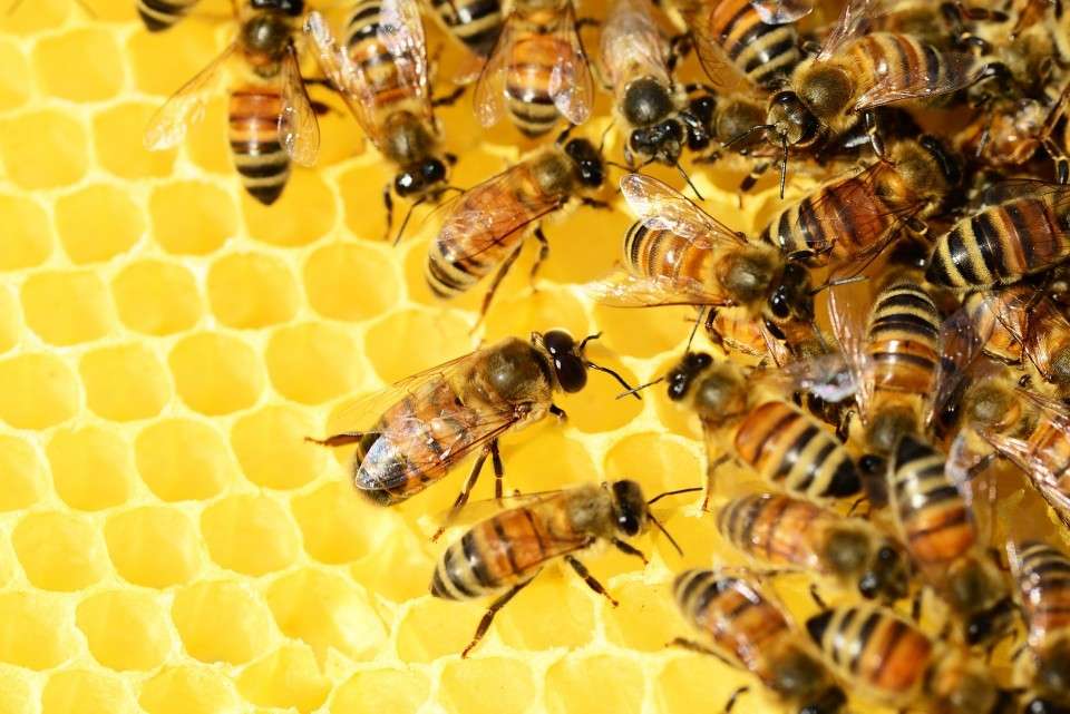 Wielki Dzień Pszczół puzzle online