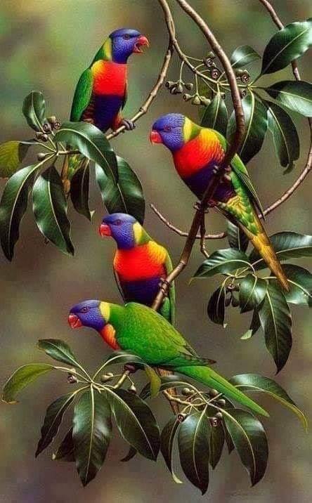 Cztery kolorowe papużki puzzle online