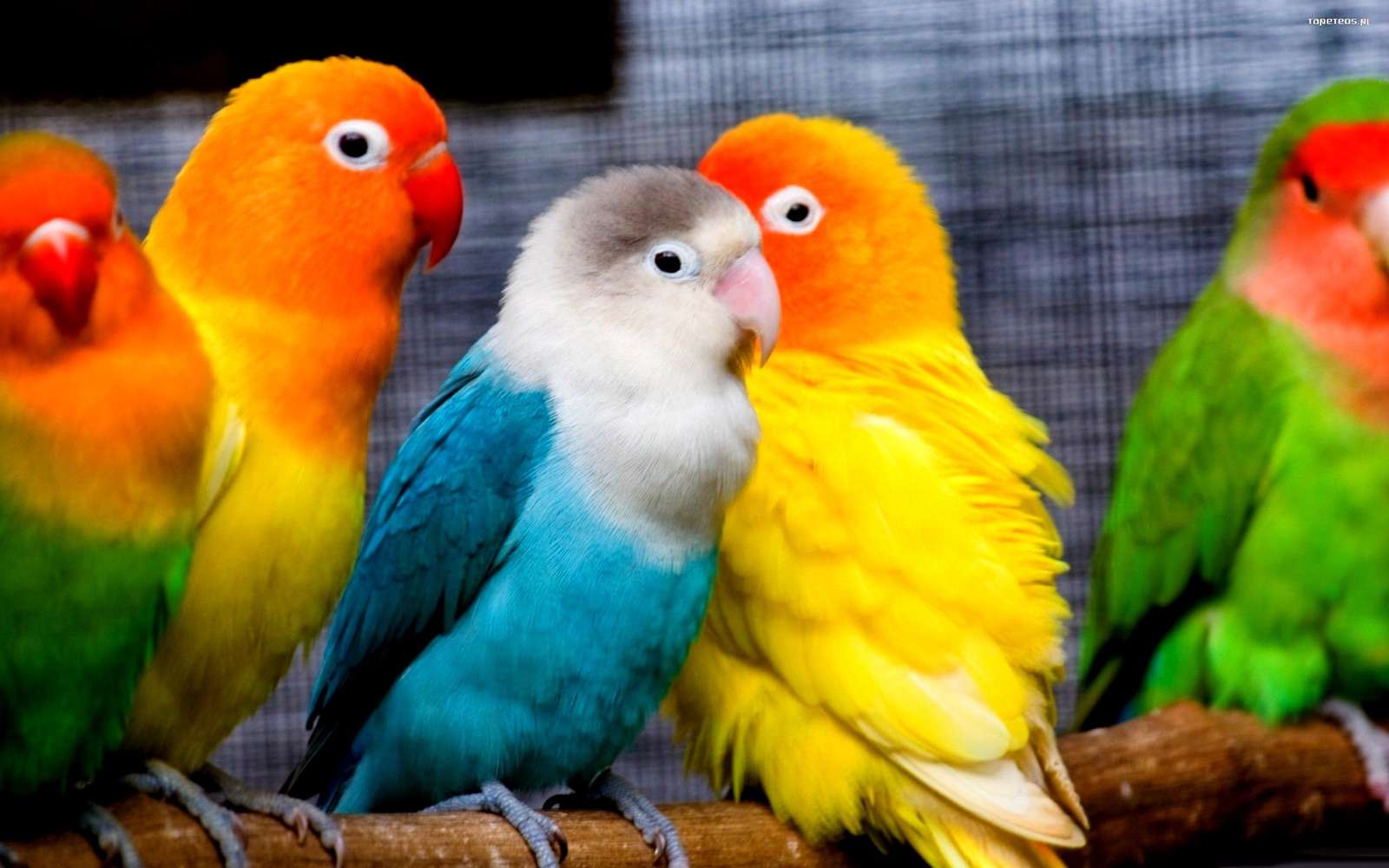 kolorowe pisklęta papugi puzzle online