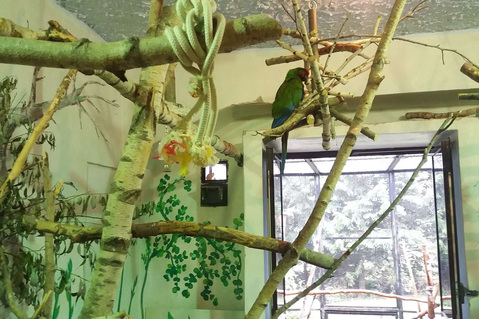 Zielone papugi w zoo. puzzle online