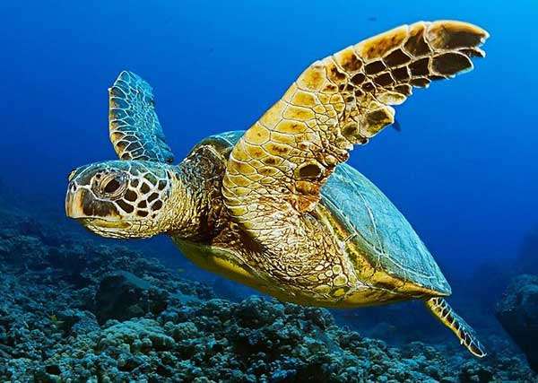 żółwie morskie puzzle online
