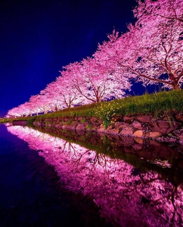 Kwitnące wiśnie w mieście Sakura w Japonii puzzle online