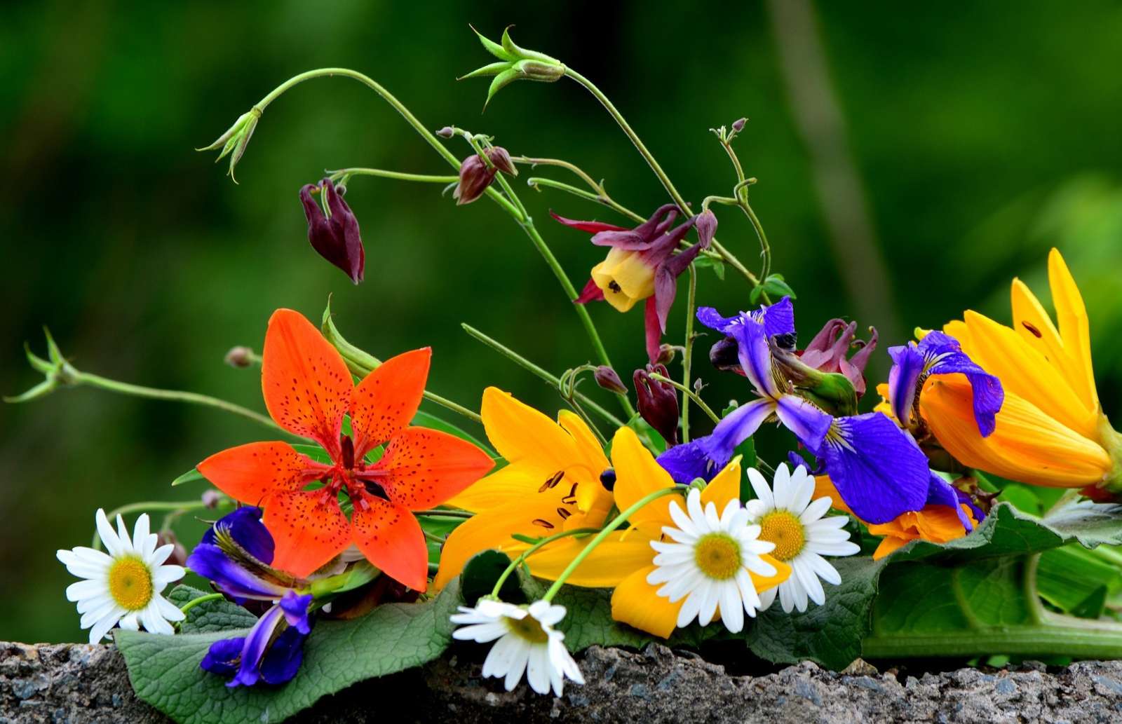 Polne kolorowe kwiatki puzzle online