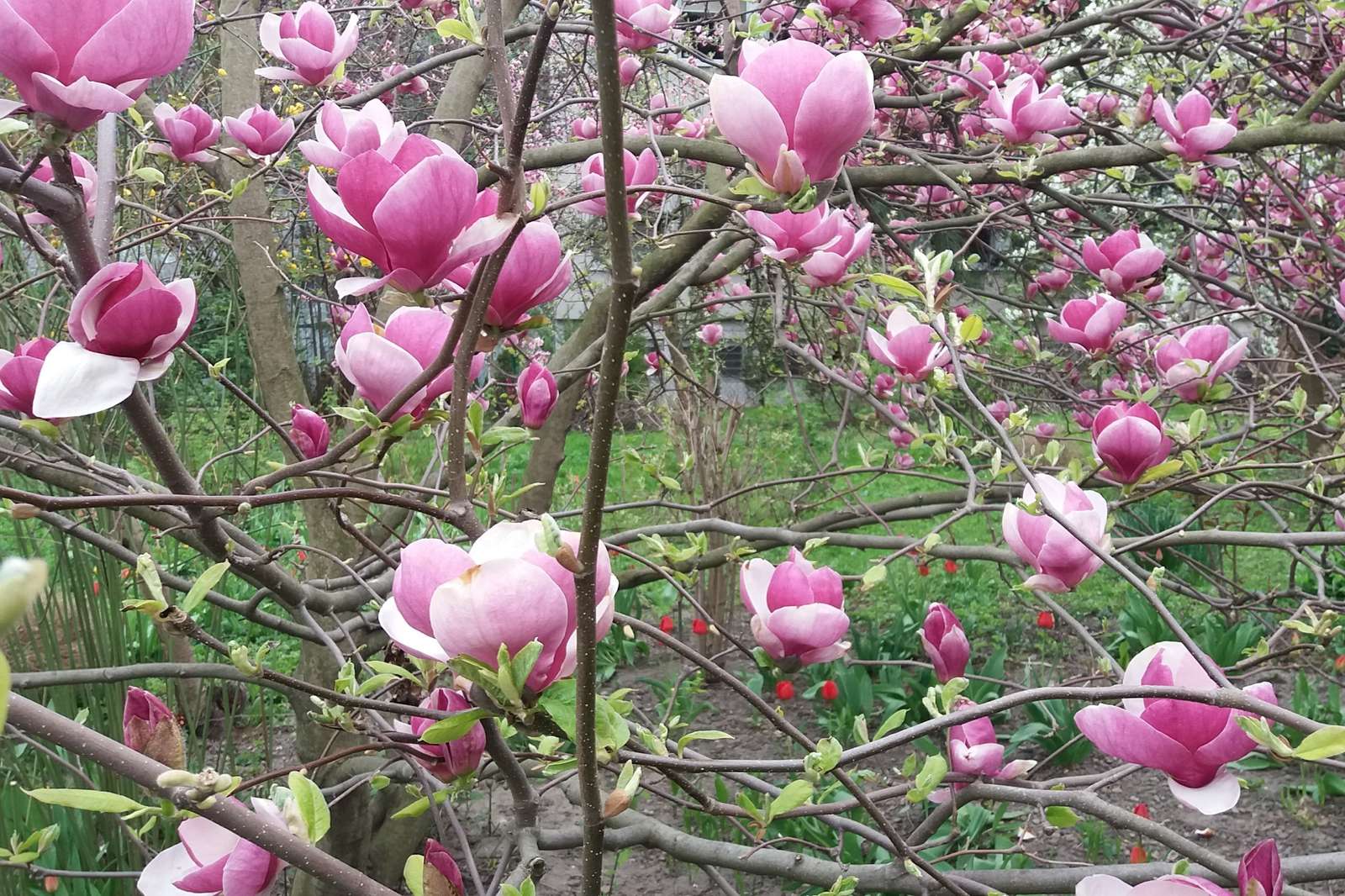 Wspomnienie majowych magnolii. puzzle online