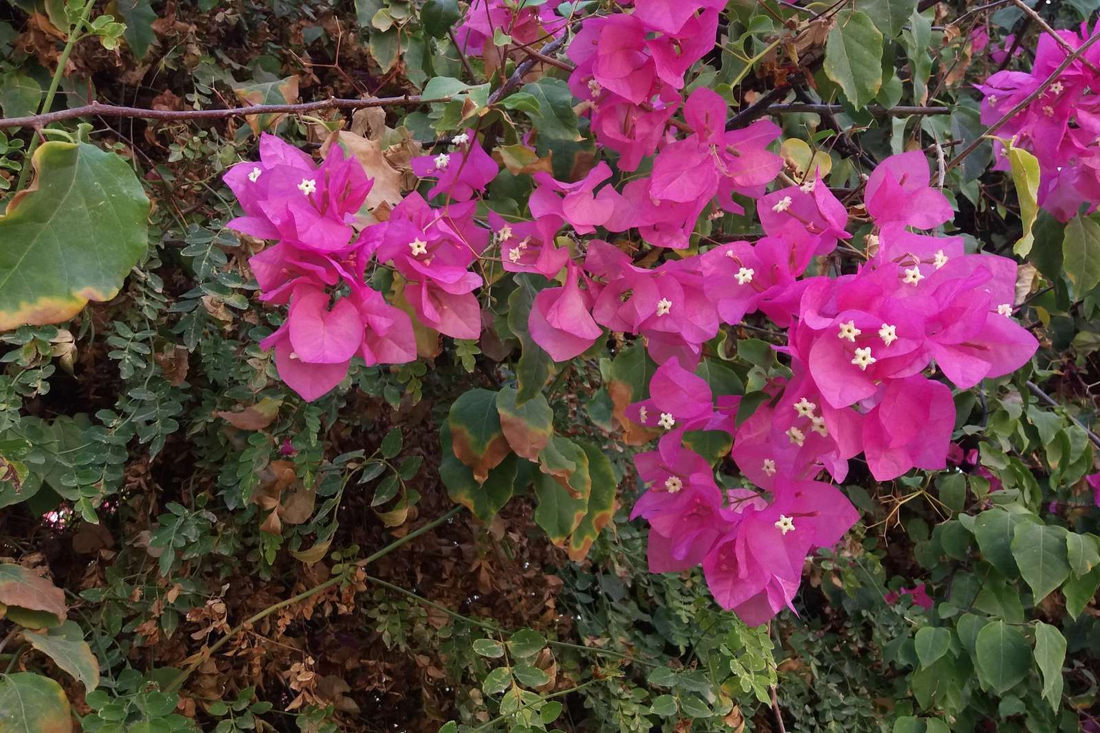 Piękne kolorowe pnące kwiaty. puzzle online