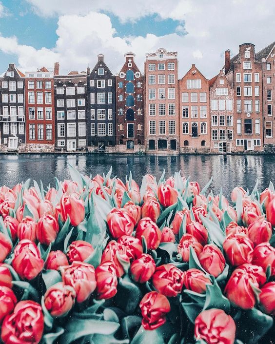 Tulipany i kamienice, Amsterdam puzzle online