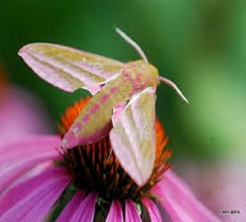 Papillon et Echinacea. puzzle
