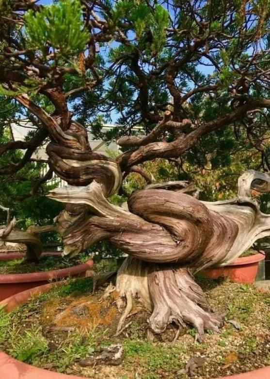 wielkie drzewo puzzle online